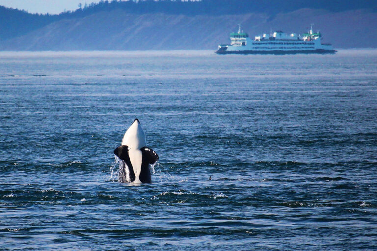 Orca whale jumping out of water with ferry in background
