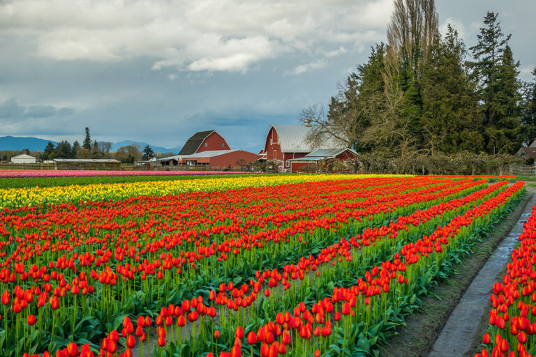Tulip field with barn