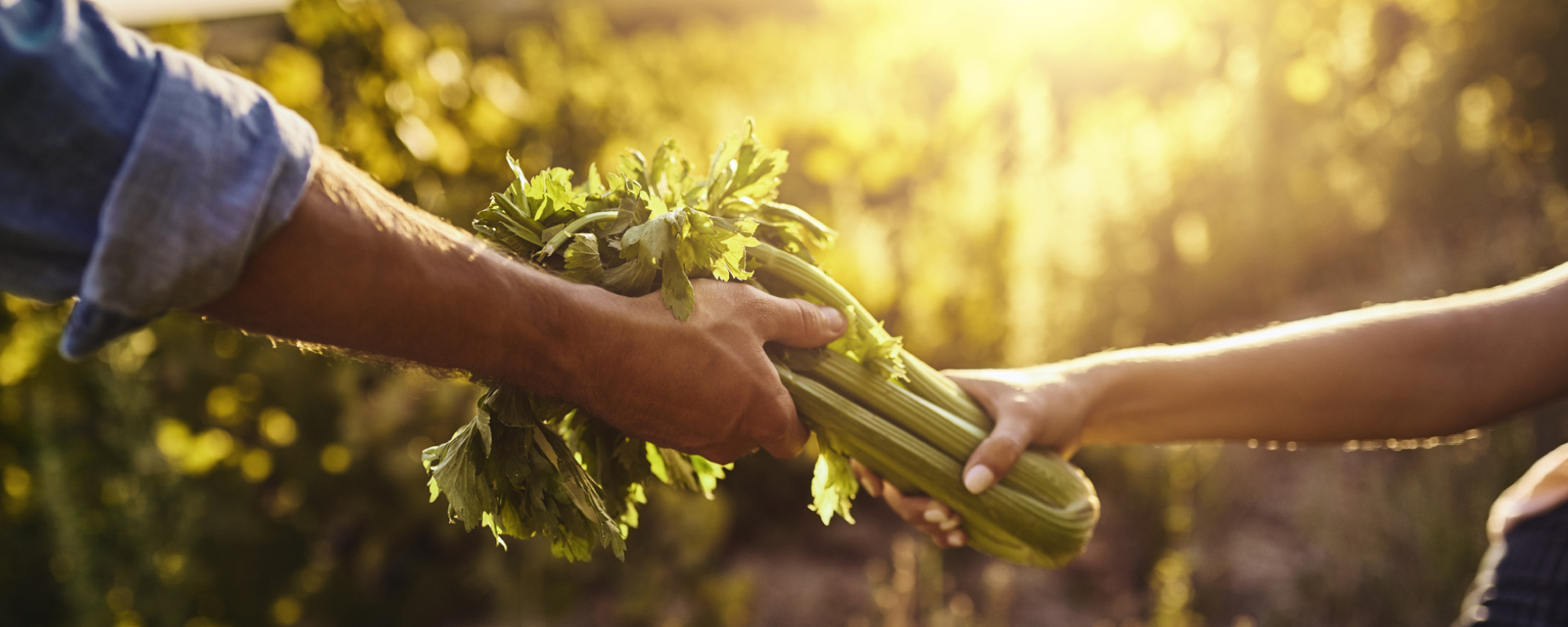 photo of a person handing celery to another person in a field