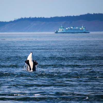Orca whale jumping out of water with ferry in background