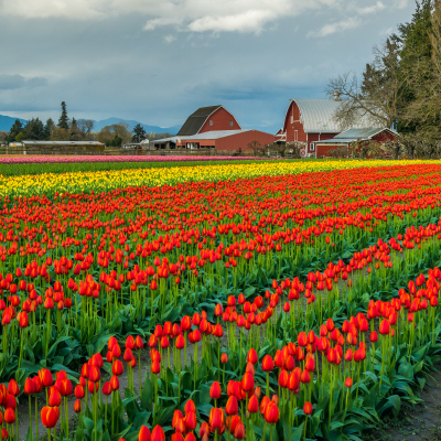 Tulip field with barn