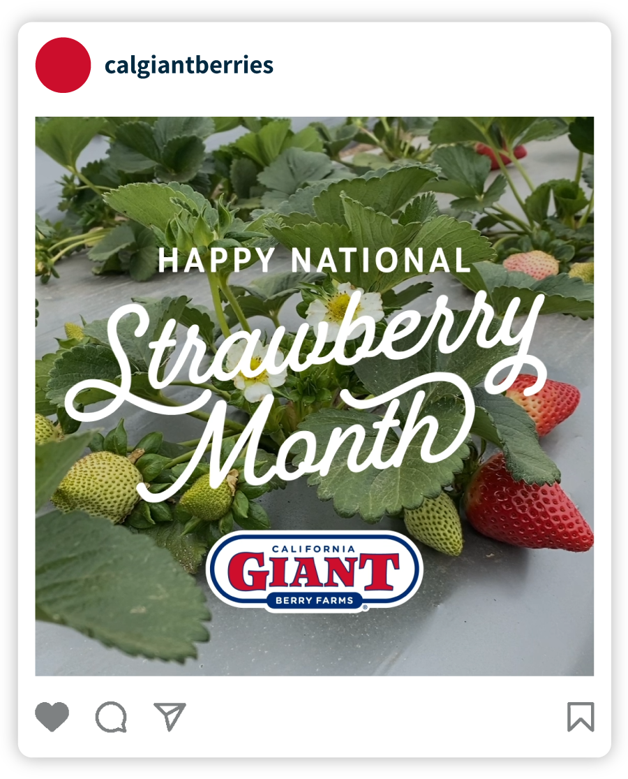Example of a Cal Giant social post that says "Happy National Strawberry Month" with an image of a strawberry plant